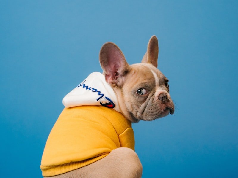 Perro con buzo amarillo sobre fondo celeste